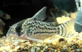 Hoplisoma schwartzi