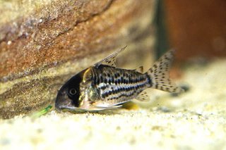 Hoplisoma schwartzi