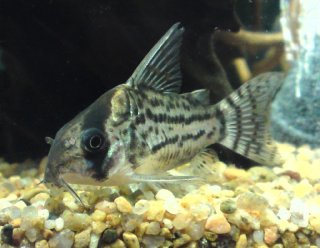 Hoplisoma schwartzi