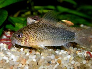 Hoplisoma simile
