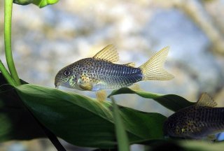 Hoplisoma simile