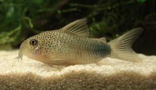 Hoplisoma simile