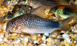 Hoplisoma simile