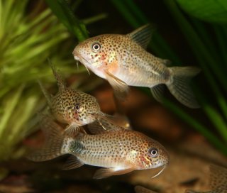 Hoplisoma simile