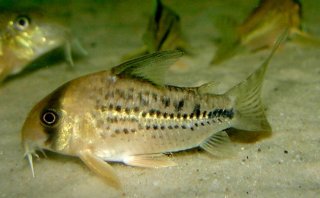 Hoplisoma sp. (C003)