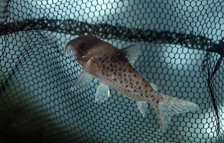 Hoplisoma sp. (C021)