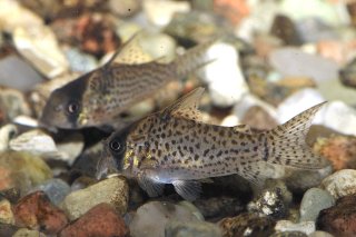 Hoplisoma sp. (C048)