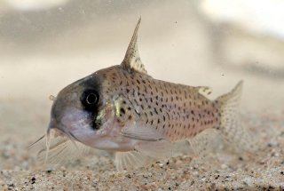 Hoplisoma sp. (C048)