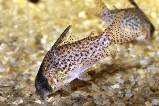 Hoplisoma sp. (C048)