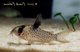 Hoplisoma sp. (C054)