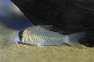 Hoplisoma sp. (C073)