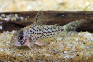 Hoplisoma sp. (C079)
