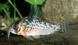 Hoplisoma sp. (C082)