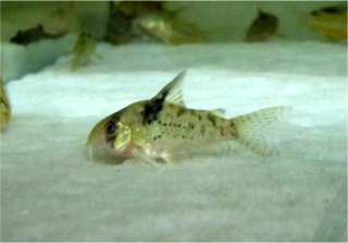 Hoplisoma sp. (C090)