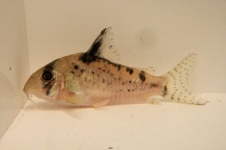 Hoplisoma sp. (C090)