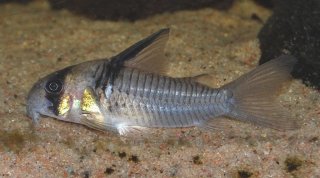 Hoplisoma sp. (C096)