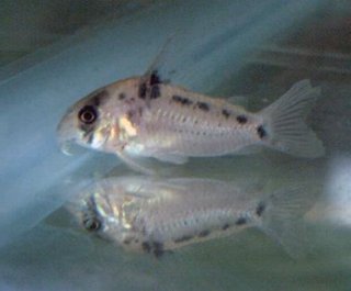 Hoplisoma sp. (C100)