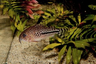 Hoplisoma sp. (C120)