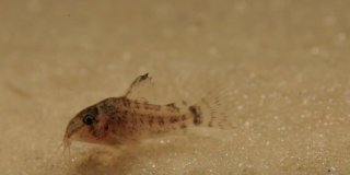 Hoplisoma sp. (C120)