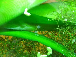 Hoplisoma sp. (C121)