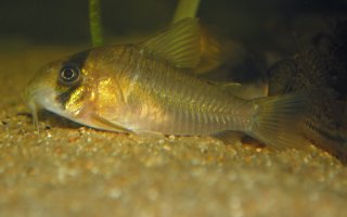 Hoplisoma sp. (C134)