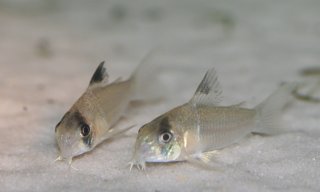 Hoplisoma sp. (C139)