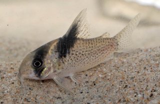 Hoplisoma sp. (C142)