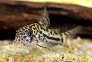 Hoplisoma sp. (C150)