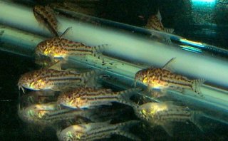 Hoplisoma sp. (C150)