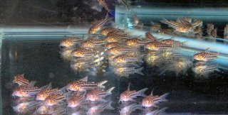 Hoplisoma sp. (C150)