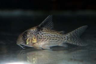 Hoplisoma sp. (Cw001)