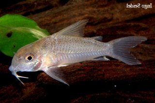 Hoplisoma sp. (Cw015)
