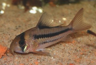 Hoplisoma sp. (Cw021)