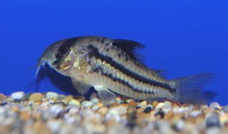 Hoplisoma sp. (Cw021)