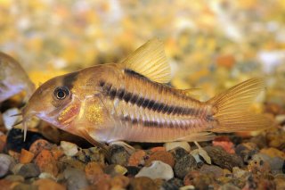 Hoplisoma sp. (Cw021)