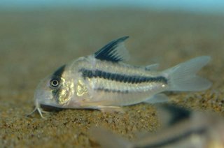 Hoplisoma sp. (Cw021)