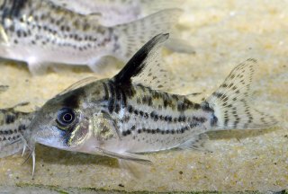 Hoplisoma sp. (Cw027)