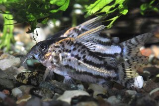 Hoplisoma sp. (Cw028)