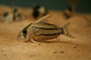 Hoplisoma sp. (Cw028)