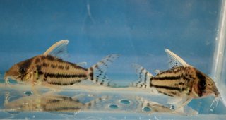 Hoplisoma sp. (Cw028)