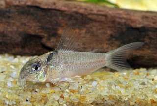 Hoplisoma sp. (Cw030)