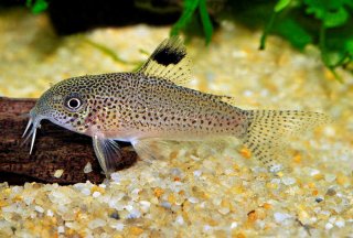 Hoplisoma sp. (Cw037)