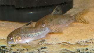 Hoplisoma sp. (Cw037)