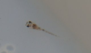 Hoplisoma sp. (Cw037)
