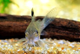 Hoplisoma sp. (Cw037)