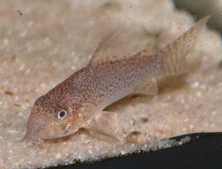 Hoplisoma sp. (Cw037)