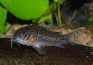 Hoplisoma sp. (Cw039)