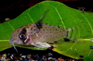 Hoplisoma sp. (Cw046)