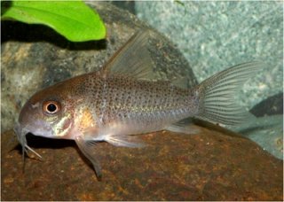 Hoplisoma sp. (Cw047)