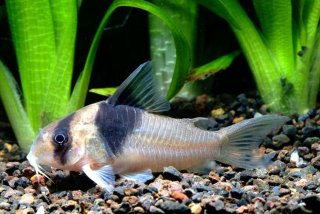 Hoplisoma sp. (Cw049)